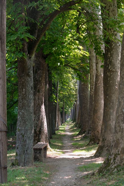 Free Tranquil tree-lined pathway in Bosna Hersek, perfect for a peaceful walk in nature. Stock Photo