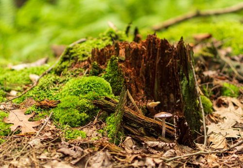 Free Close-up of a mushroom growing on a mossy forest floor with rich textures. Stock Photo