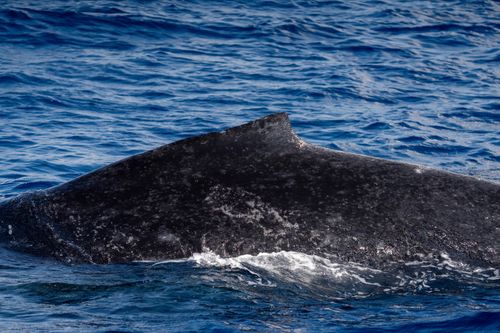 Free Close-up of a humpback whale surfacing in the blue waters of Hawaii, USA. Stock Photo