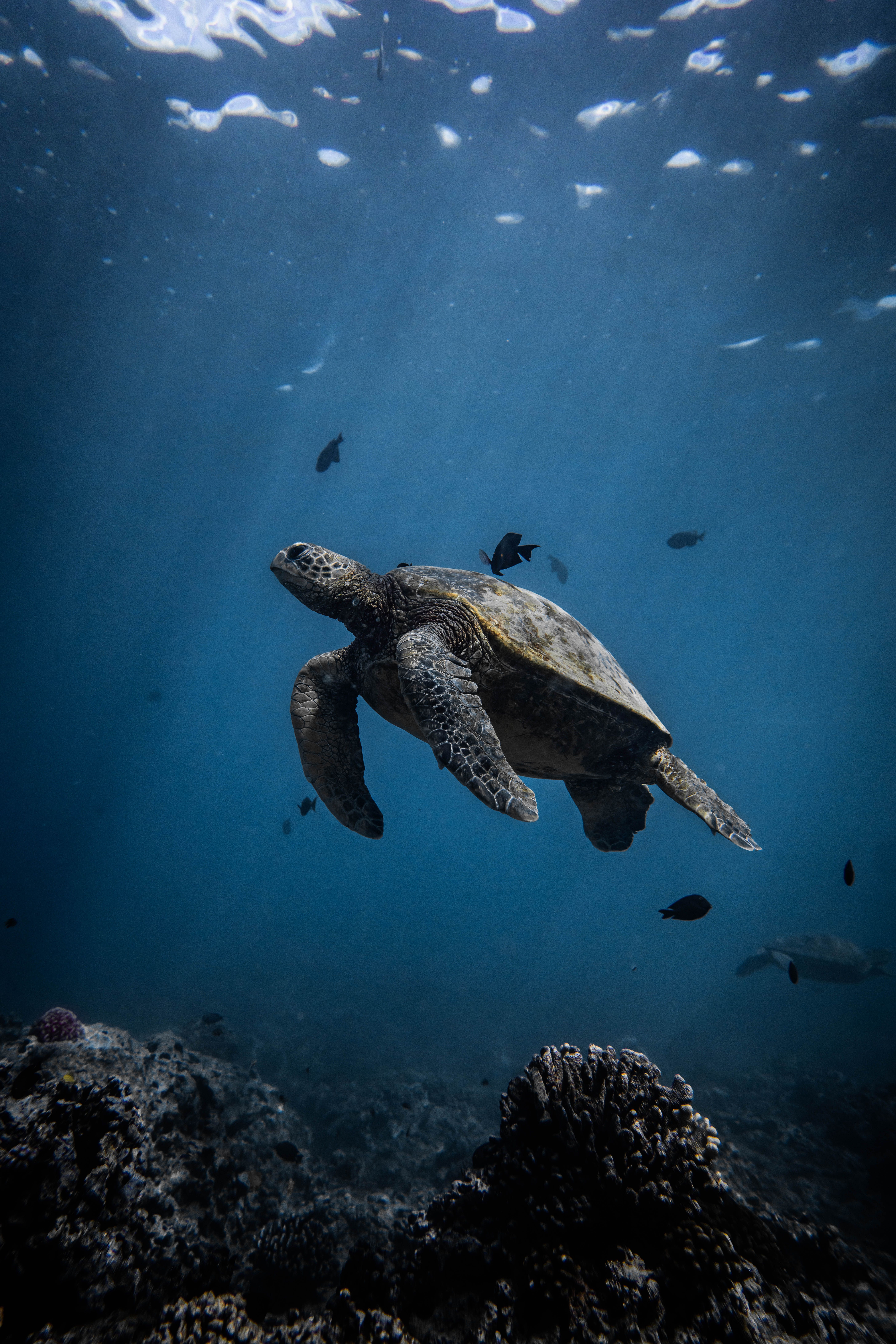 Sea turtle swimming underwater