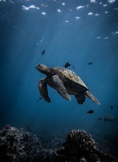 Sea turtle swimming underwater