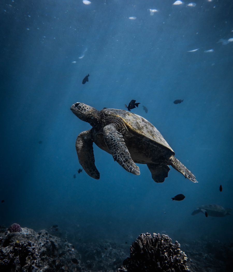Sea turtle underwater