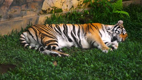 Free A Bengal tiger peacefully sleeping on lush grass in an outdoor enclosure. Stock Photo