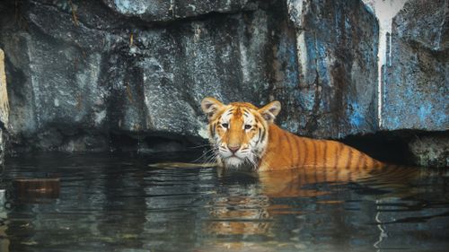 Free A Bengal tiger rests in water within a rocky cave habitat, showcasing its natural environment. Stock Photo