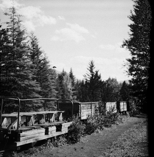 Free Black and white photo of an abandoned train in forested Banff National Park, Alberta. Stock Photo