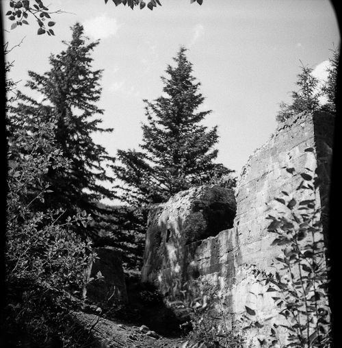 Free Black and white view of tall evergreens amidst rocky terrain in Alberta, Canada. Stock Photo