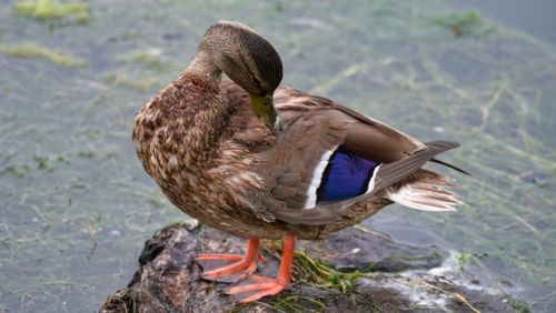 Free A female mallard duck attentively preens its feathers while standing on a rock by a pond in Olympia, Washington. Stock Photo