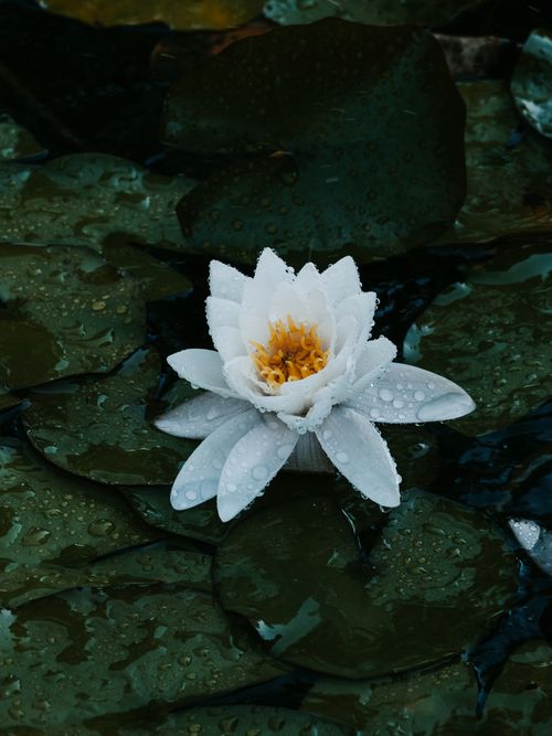 Free A peaceful white water lily with raindrops on floating leaves in a tranquil pond. Stock Photo