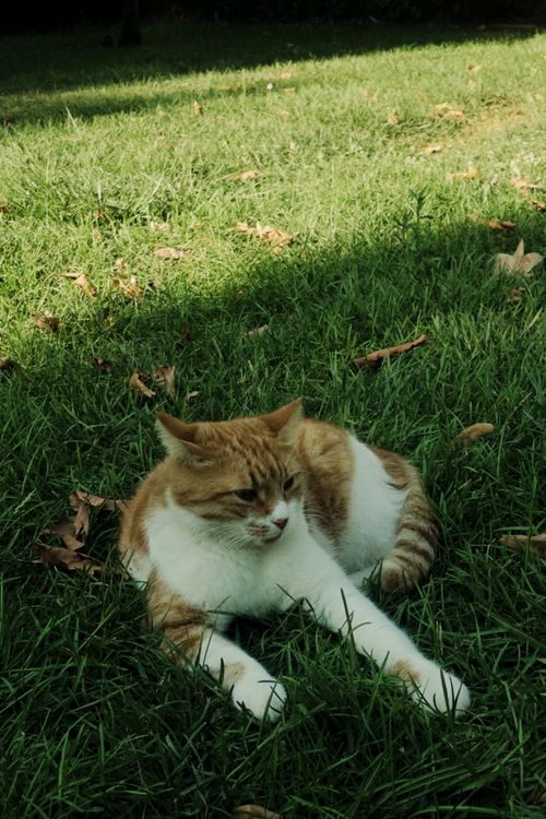 Free A ginger and white cat lounging on grass in dappled sunlight, showcasing a peaceful outdoor moment. Stock Photo