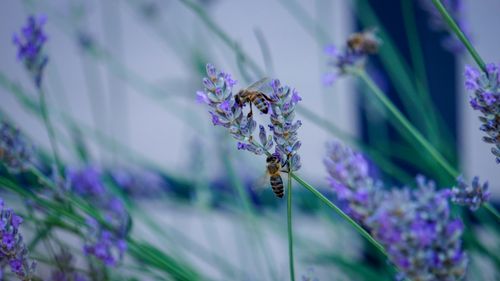 Free Close-up of honeybees pollinating vibrant lavender flowers, symbolizing nature's harmony. Stock Photo