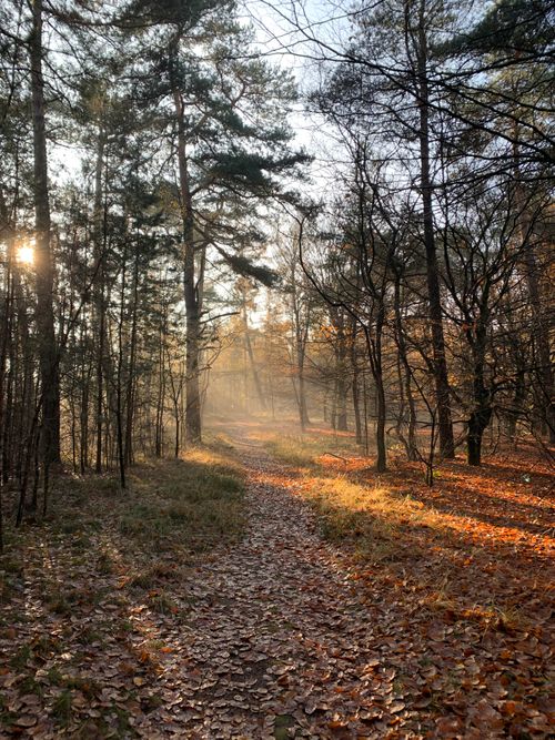 Free A serene forest pathway illuminated by the sunrise, covered in autumn leaves. Stock Photo