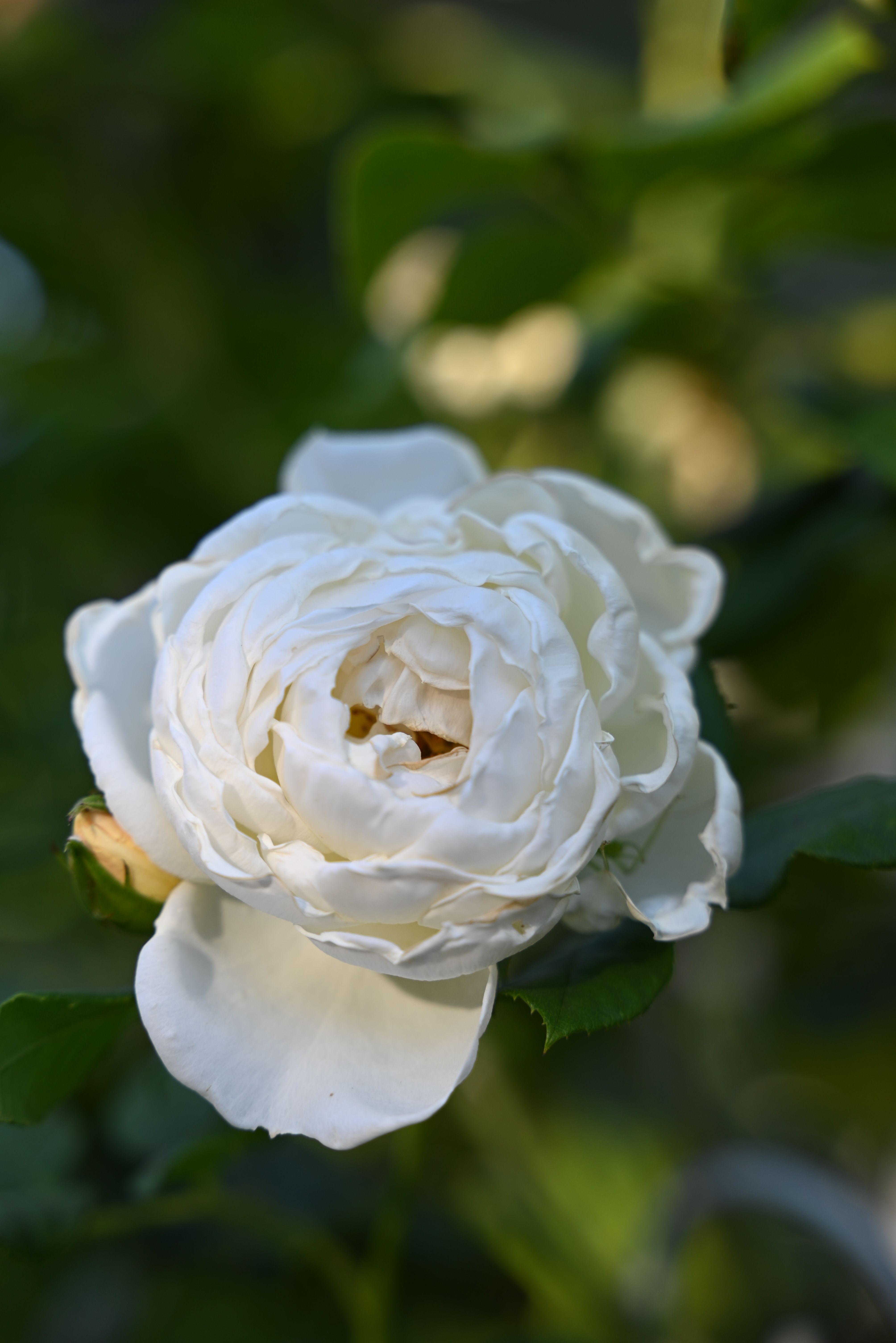 A detailed close-up of a white rose blooming in a garden setting, showcasing natural beauty.