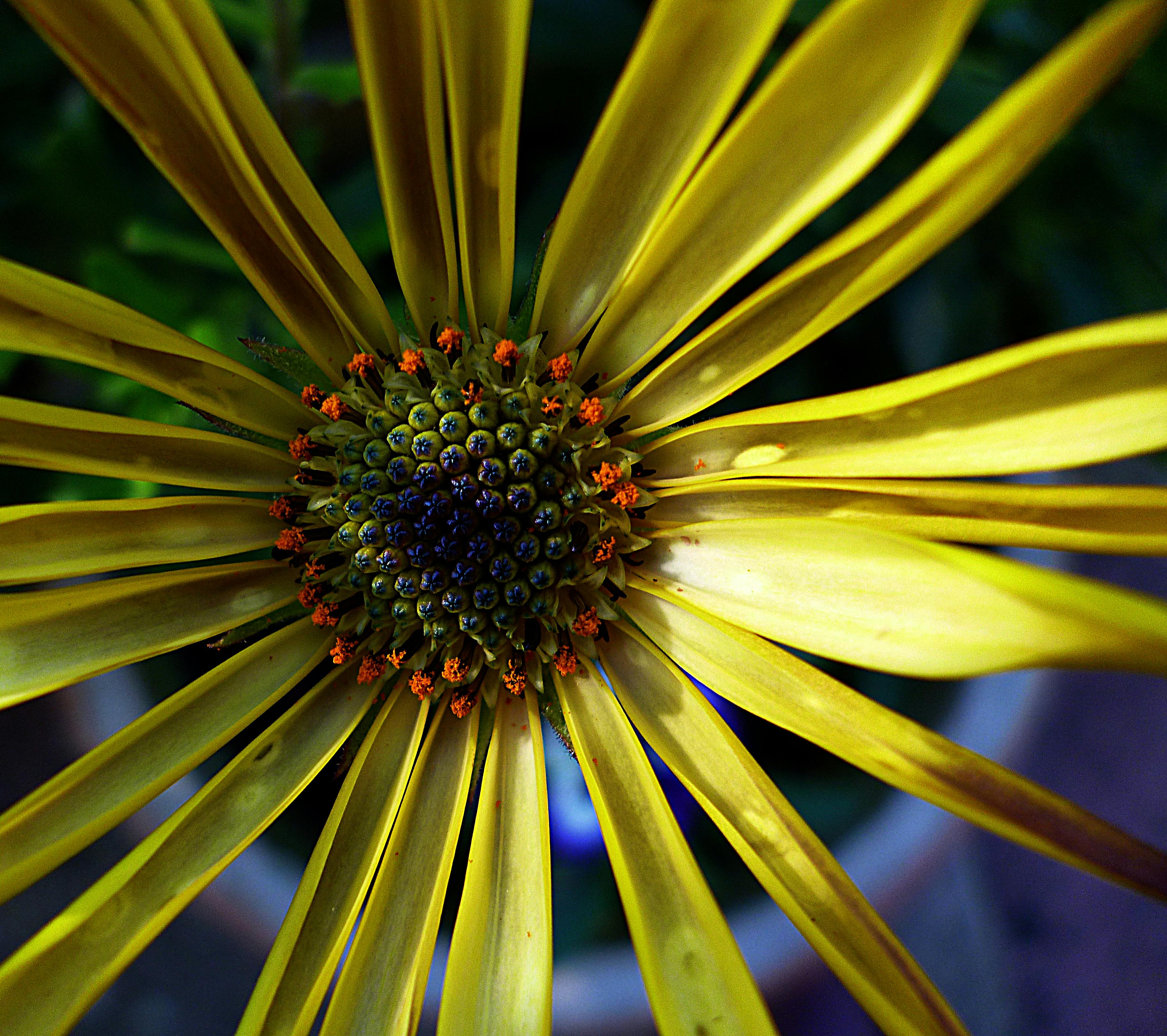 https://images.pexels.com/photos/39010/flora-yellow-macro-nature-39010.jpeg