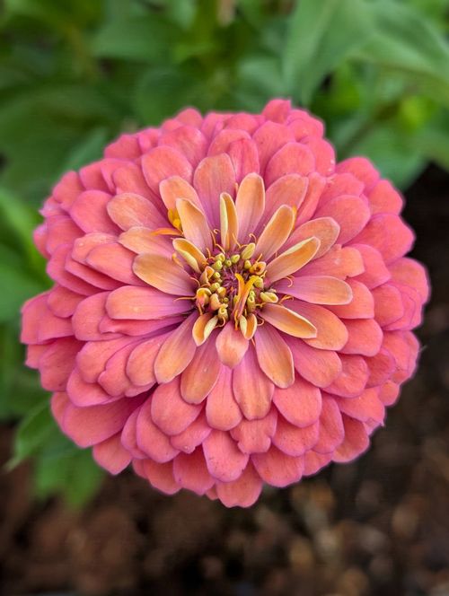 Free Detailed close-up of a blooming pink zinnia, showcasing its vibrant petals and intricate details. Stock Photo
