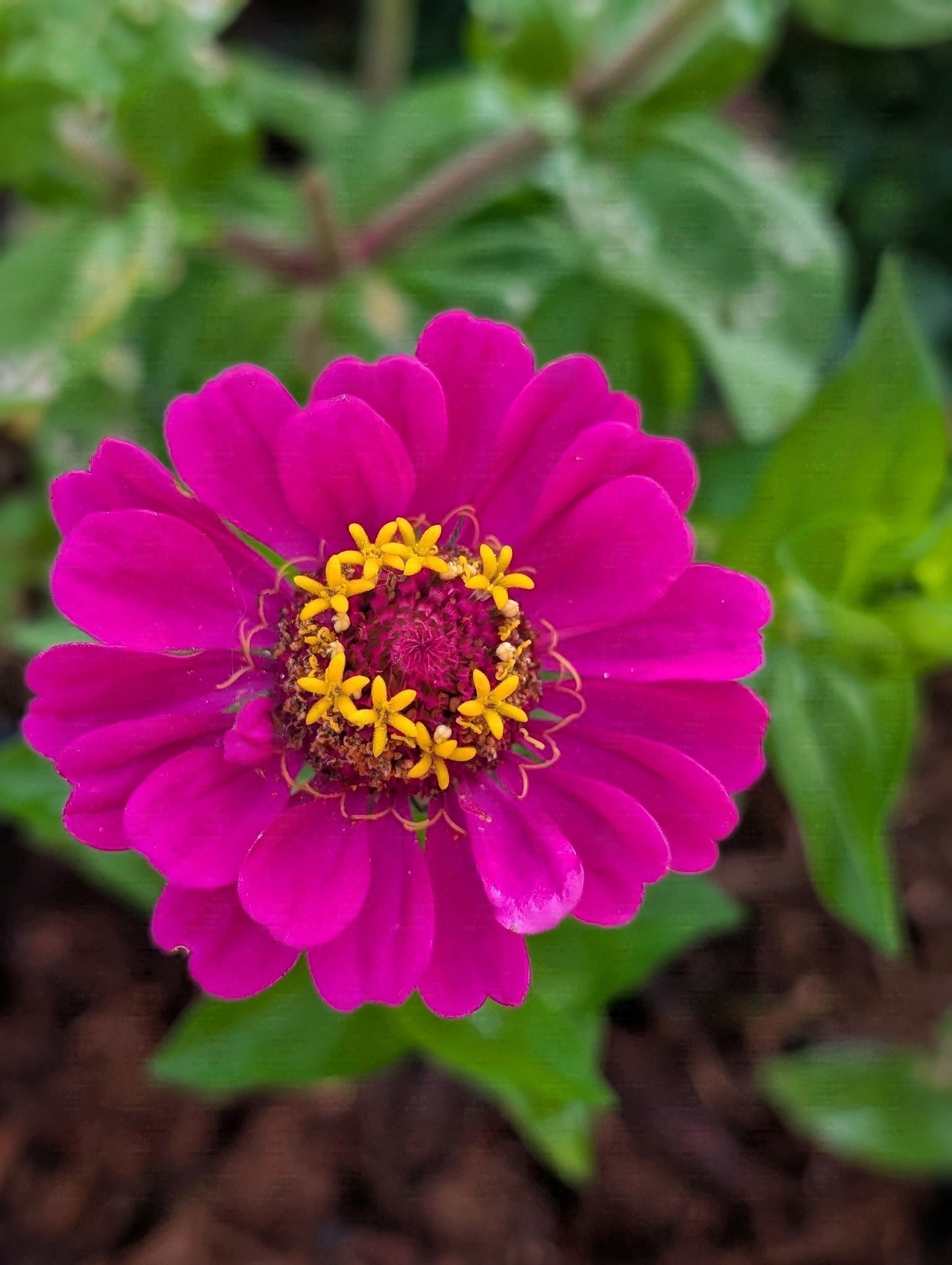 [ColoSach]-close-up-of-a-vibrant-pink-zinnia-flower-with-bright-yellow-stamens-in-a-garden-setting.