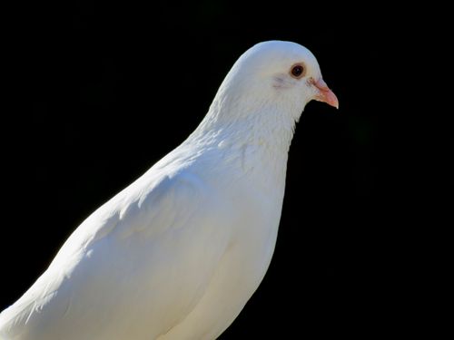 Free Close-up of a white dove on a black backdrop, emphasizing purity and peace. Stock Photo