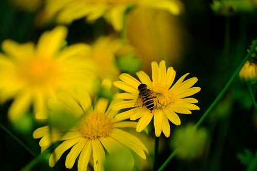 Free Close-up of a bee pollinating vibrant yellow flowers in Kunming, Yunnan, China. Stock Photo
