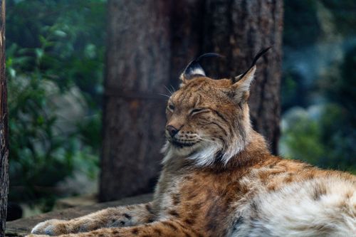 Free A serene Eurasian lynx rests in a lush forest setting, showcasing its natural beauty. Stock Photo