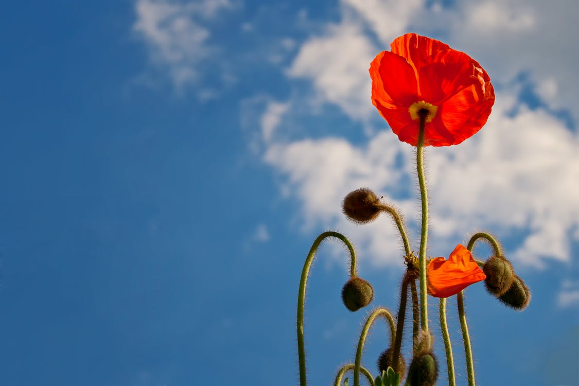 Flor Roja Durante El Día