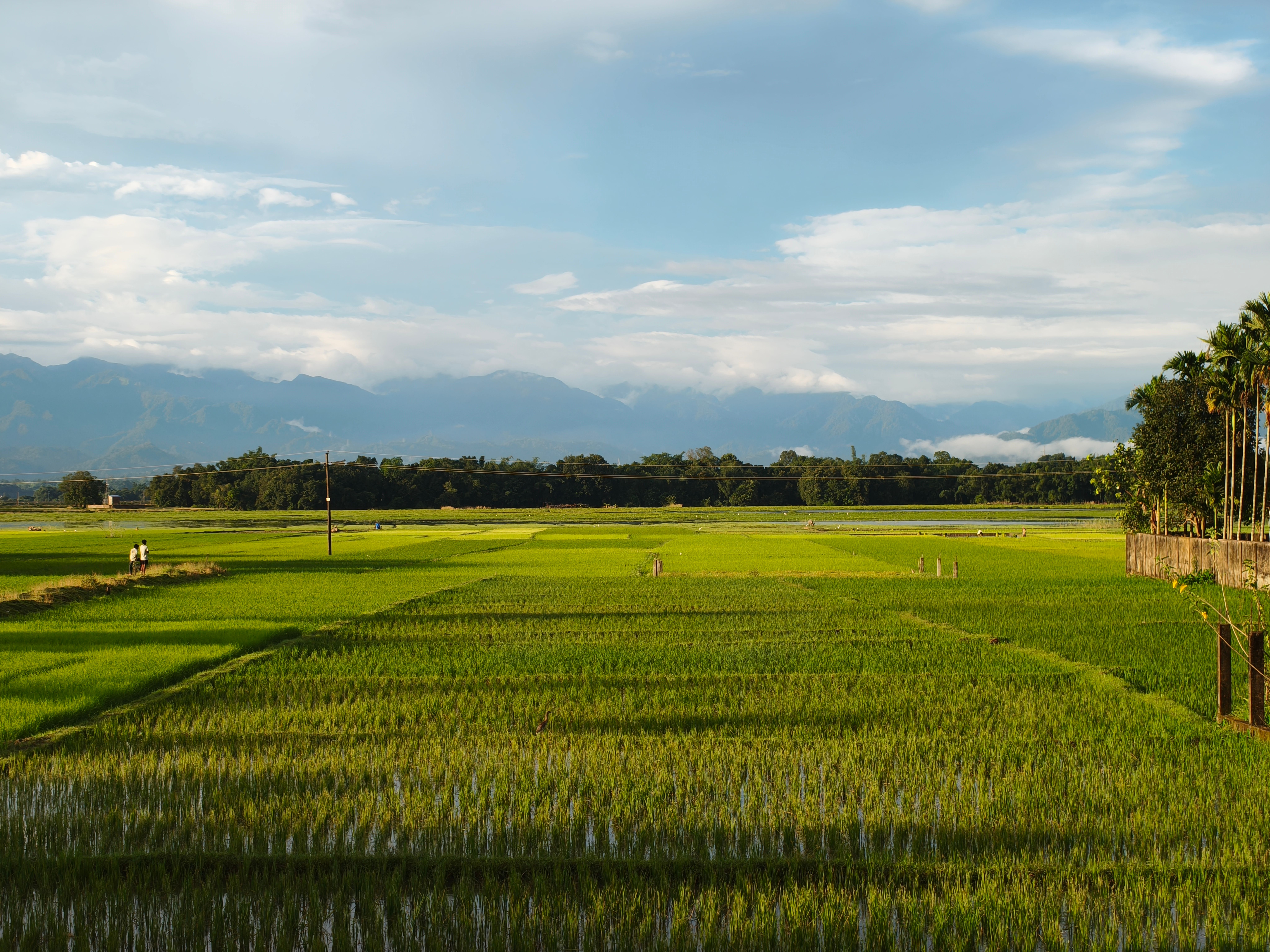 Joha Rice of Assam