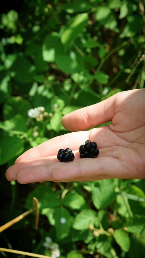 Free Close-up of a hand holding ripe, blackberries in a lush green setting. Stock Photo