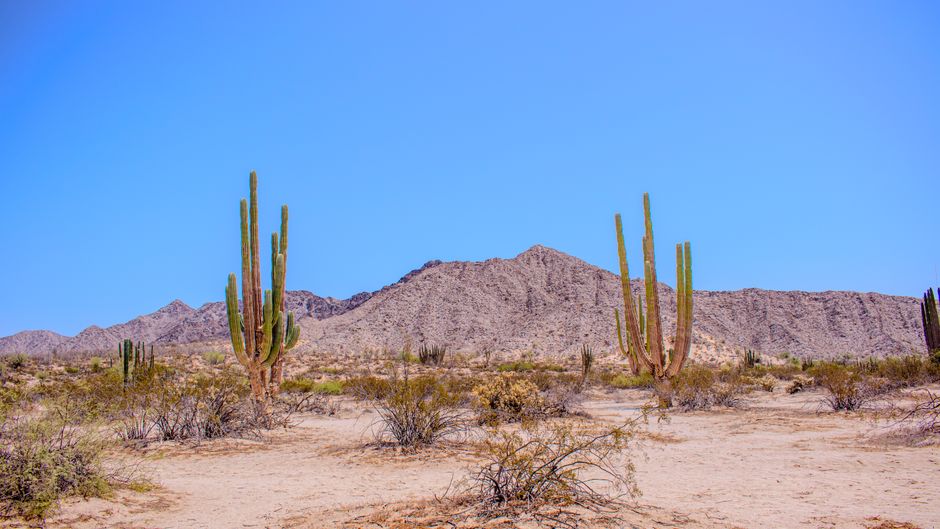 Rarámuri communities demand self-determination in Chihuahua