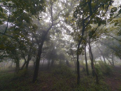 Enchanting forest landscape enveloped in mist creating a mysterious and serene atmosphere.