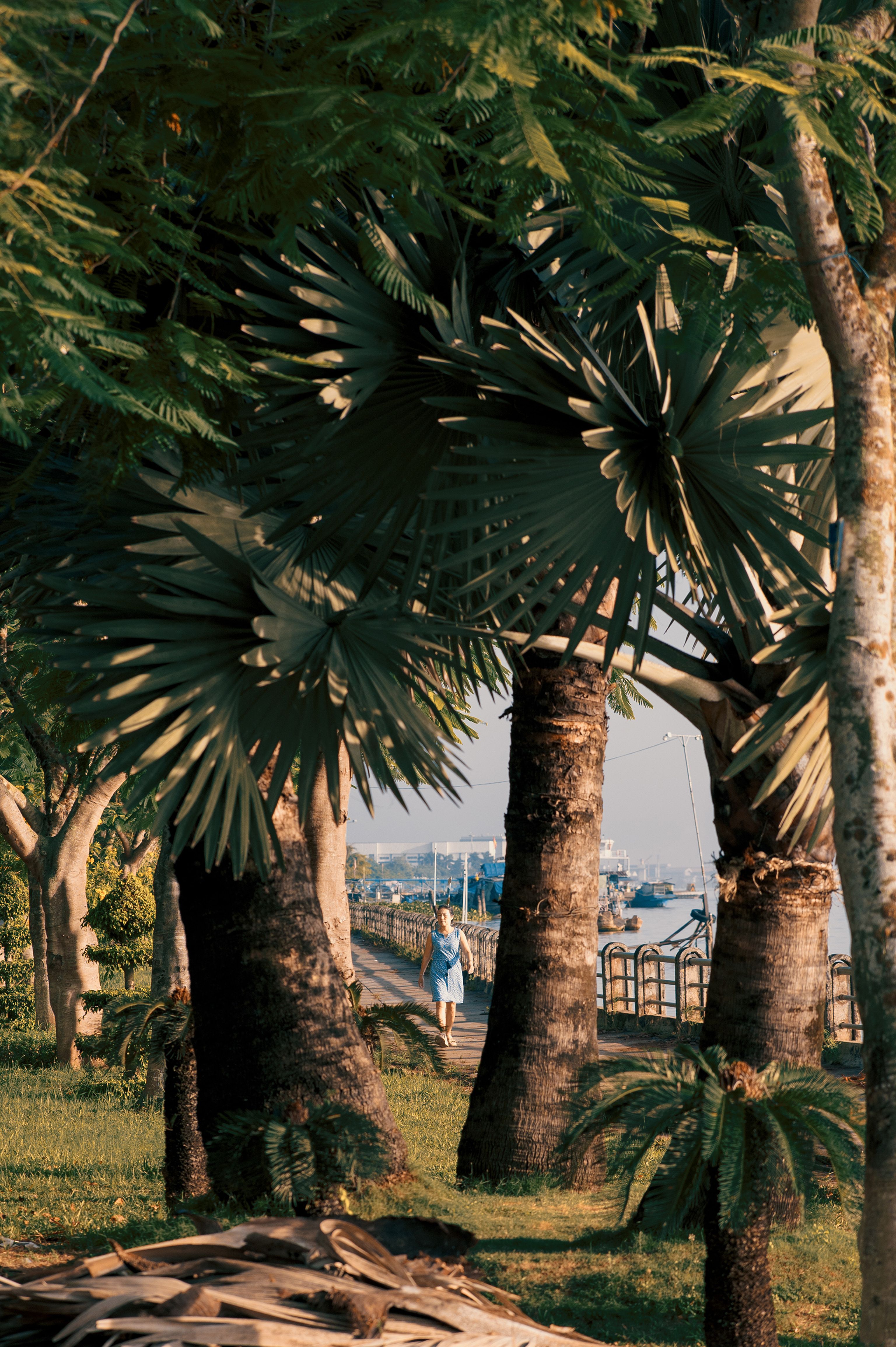 A tranquil walkway in Sa Đéc, Vietnam, lined with lush palm trees and a distant view of boats.