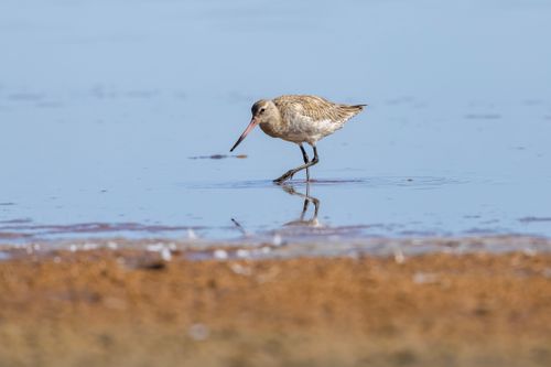 Free Bar-tailed Godwit wading in shallow water in New South Wales, Australia. Stock Photo