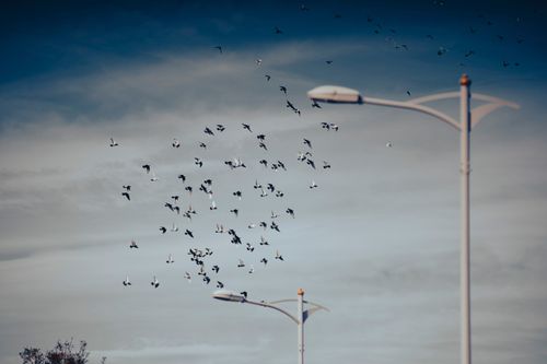 Free Dynamic image of a bird flock flying in the sky near tall streetlights with a moody backdrop. Stock Photo