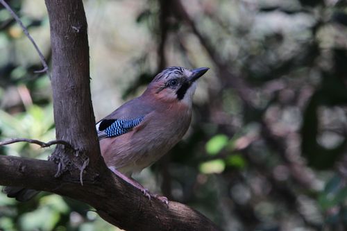 Free Close-up of a Eurasian Jay perched on a branch in a serene woodland background. Stock Photo