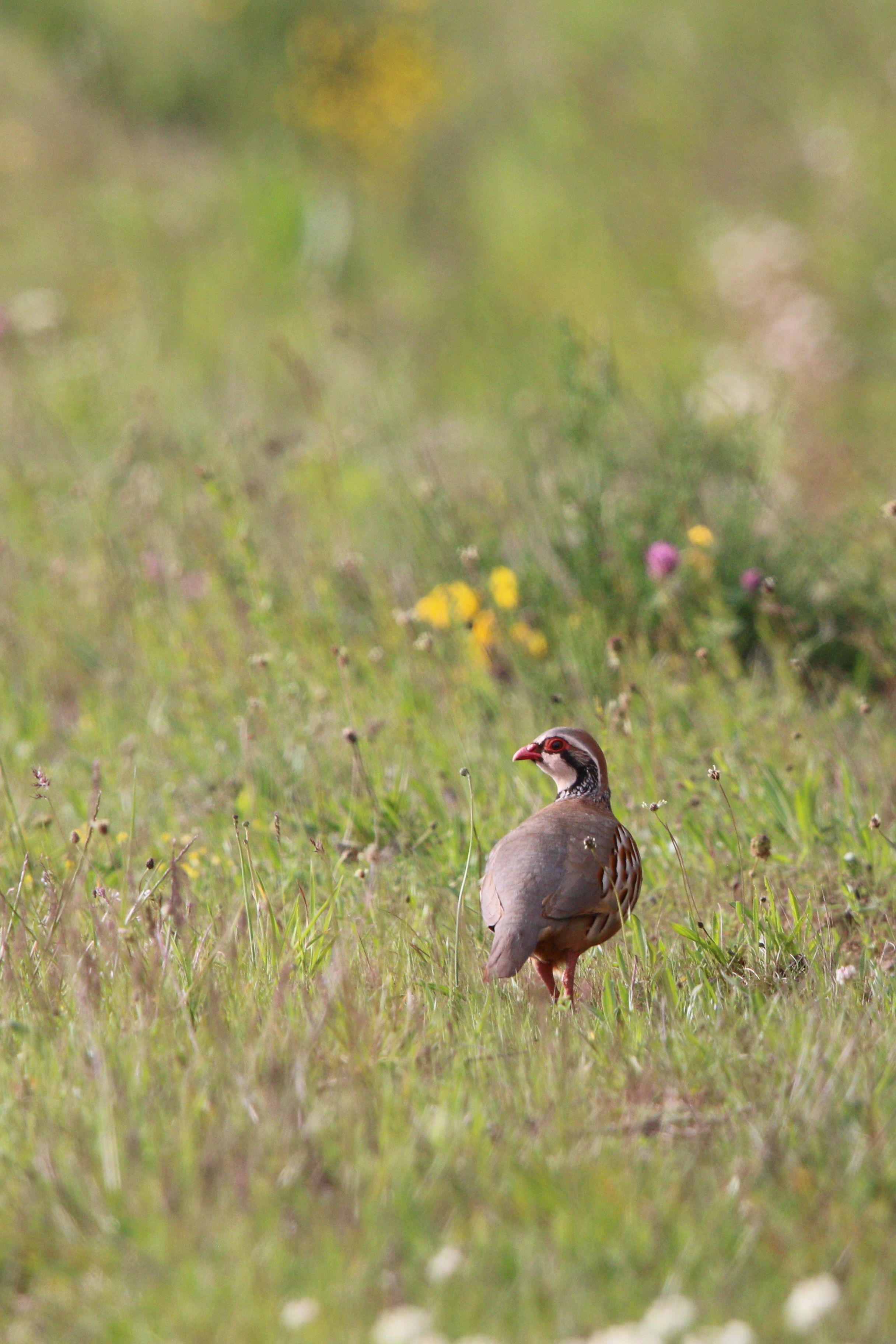 A red-legged partridge stands in a vibrant grassy meadow full of wildflowers.
