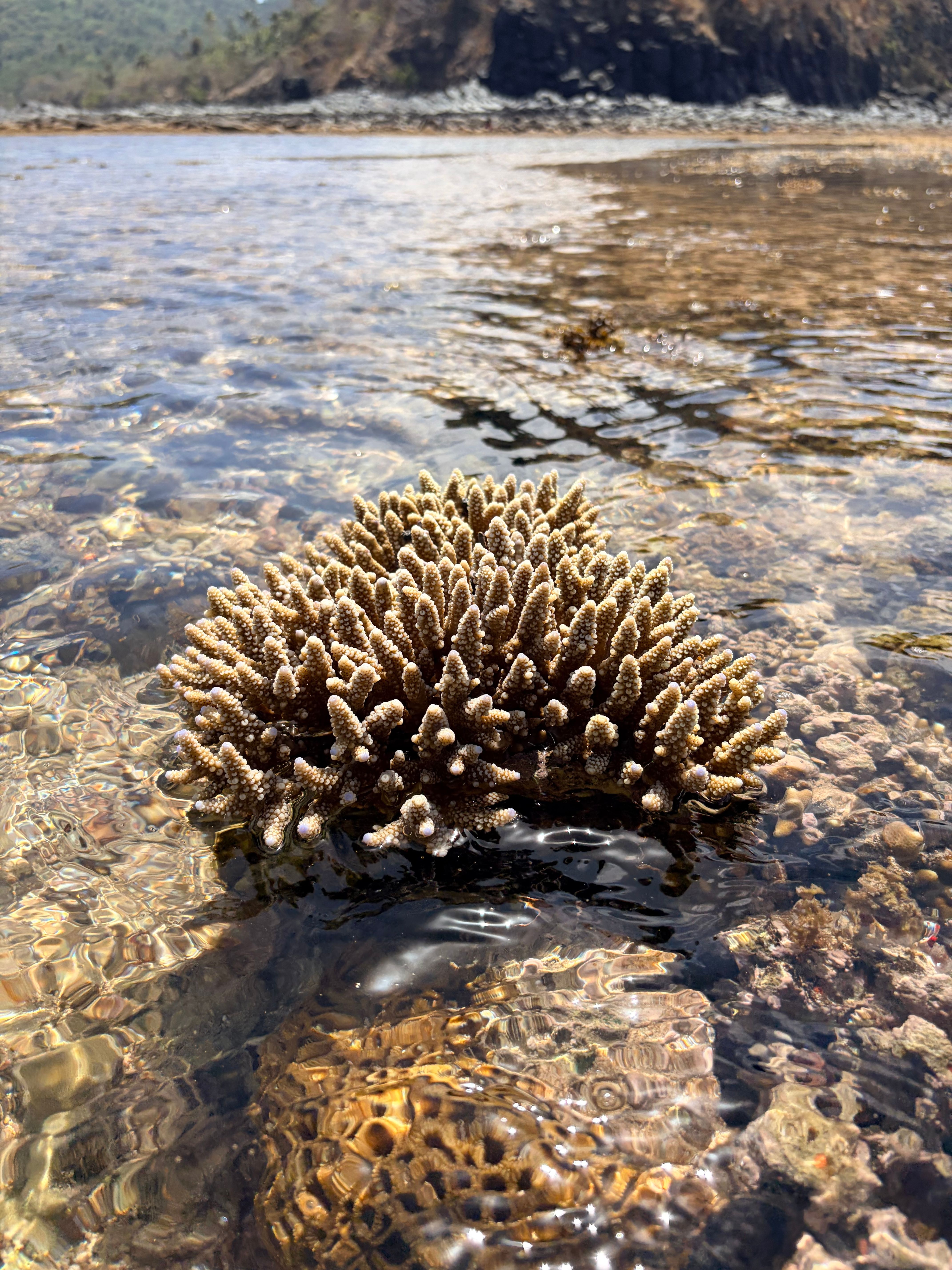 Pristine coral reef in shallow coastal waters, Comoros