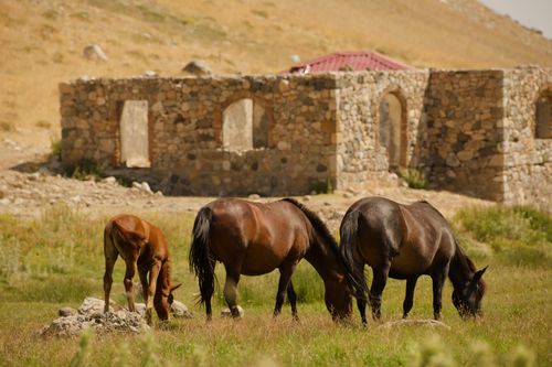Free Three horses graze peacefully in front of stone ruins in Niğde, Turkey, under a clear sky. Stock Photo