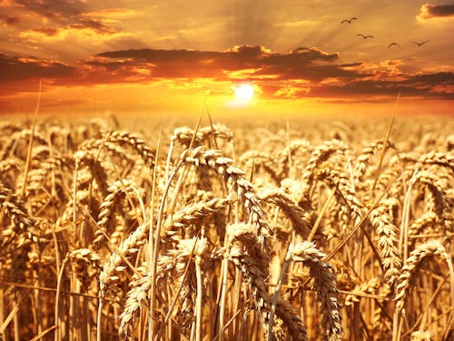 Wheat Field during Golden Hour