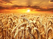 沐浴在充满活力的日出下，麦田令人惊叹地展示了农业的美丽