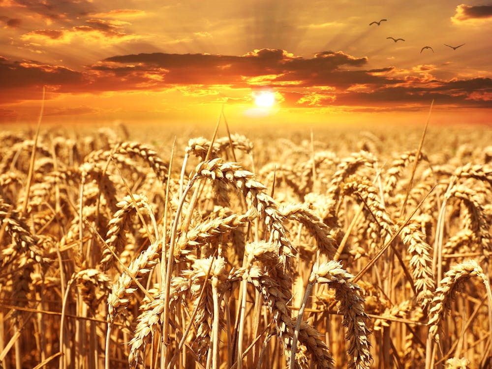 Free Wheat Field during Golden Hour Stock Photo