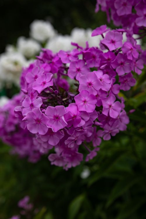 Free Close-up of vibrant pink phlox flowers in full bloom, showcasing nature's beauty. Stock Photo
