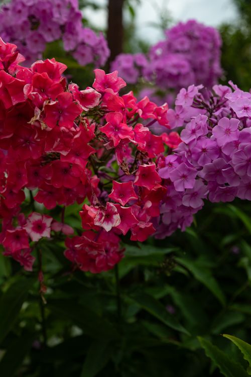 Free Close-up of vibrant pink and purple phlox flowers in a garden, showcasing their natural beauty. Stock Photo