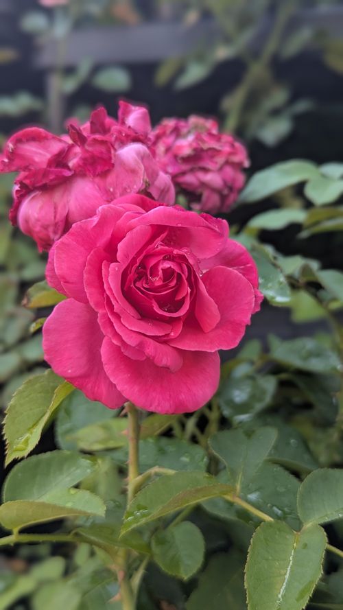 Free Close-up of a vibrant pink rose in full bloom, capturing its natural beauty and fresh leaves. Stock Photo