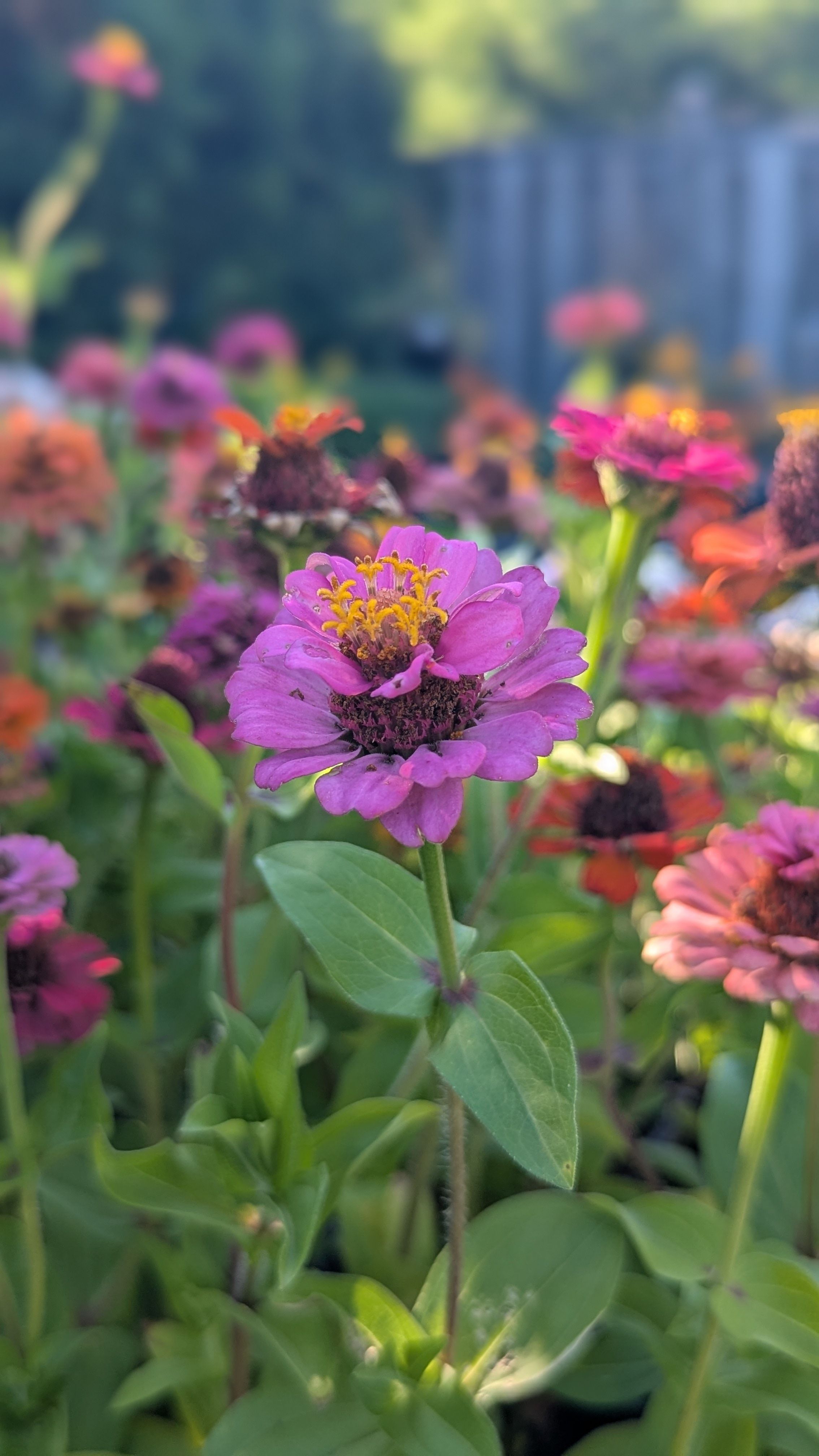 [ColoSach]-colorful-zinnias-bloom-in-a-summer-garden,-showcasing-vibrant-pink-and-orange-hues.