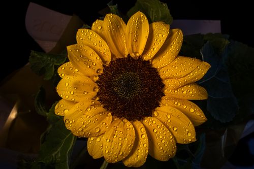 Free Close-up of a sunflower with dew drops, captured outdoors in rich detail. Stock Photo