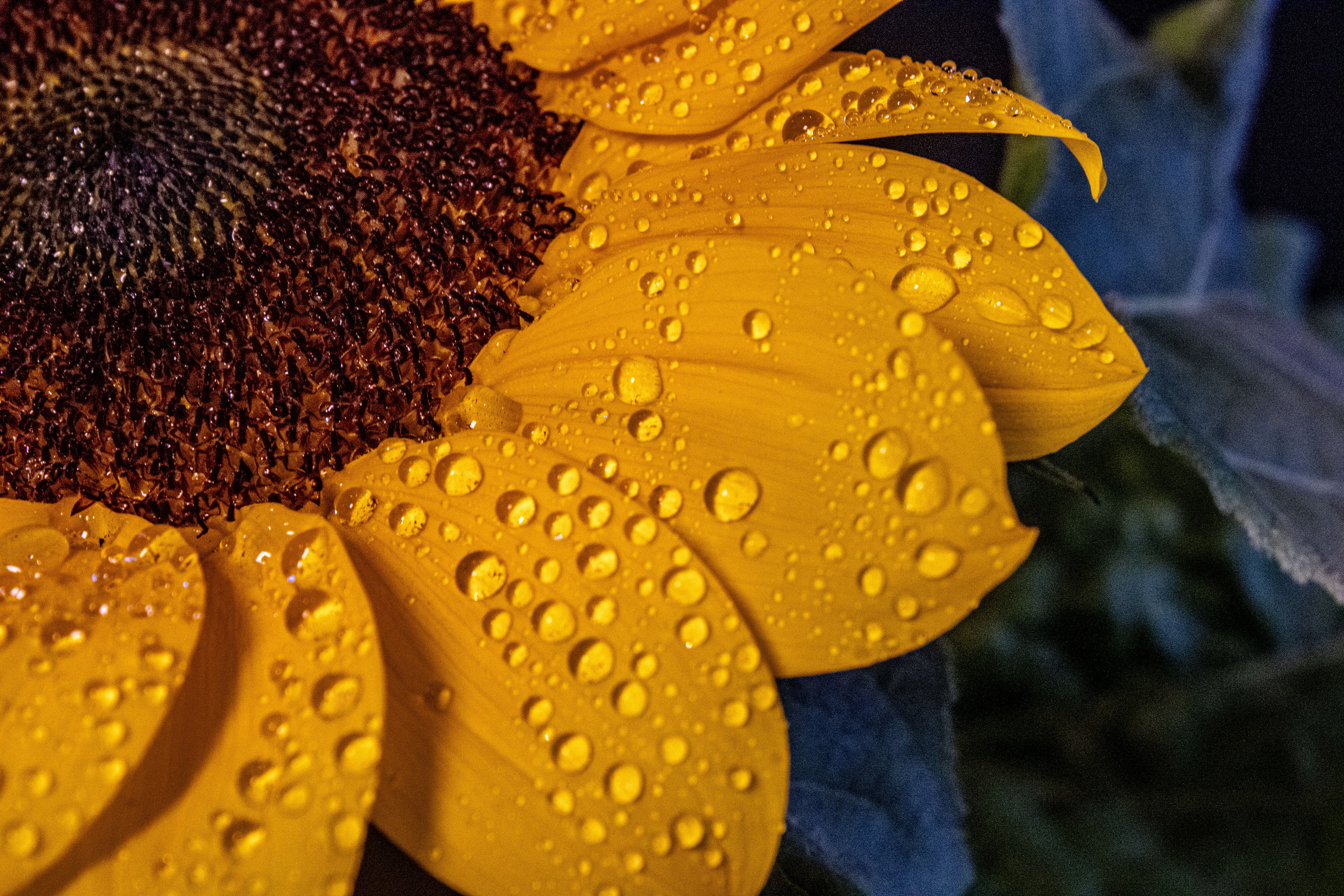 Macrofotografia de pétalas vibrantes de girassol cobertas de gotas de orvalho, capturada ao ar livre.