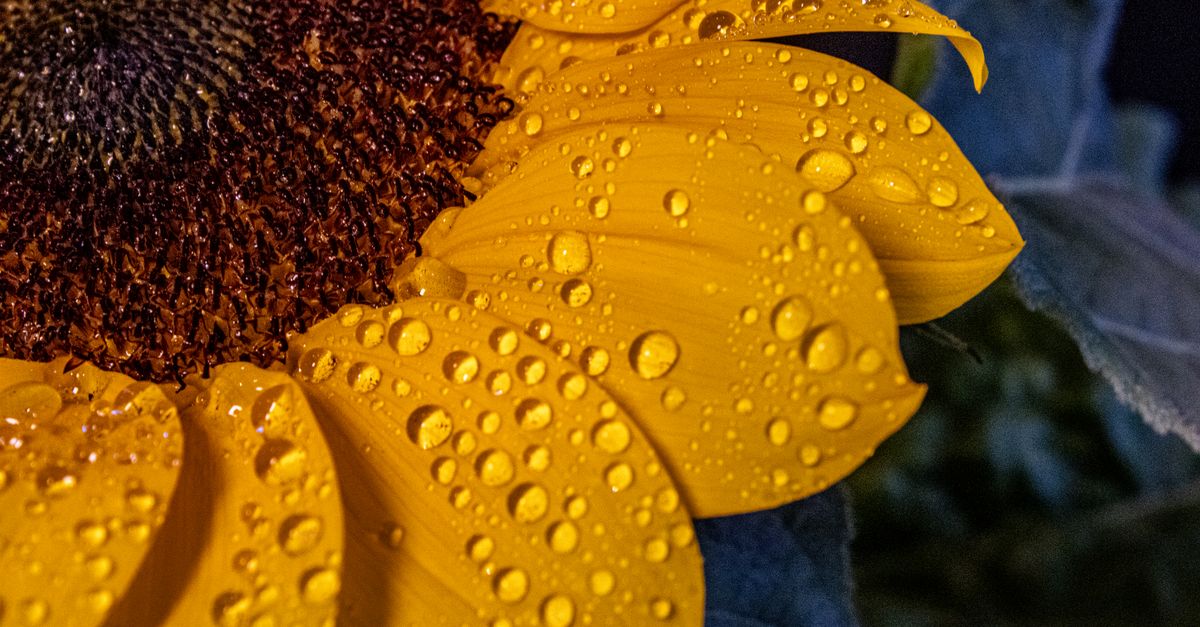 Macrofotografia de pétalas vibrantes de girassol cobertas de gotas de orvalho, capturada ao ar livre.
