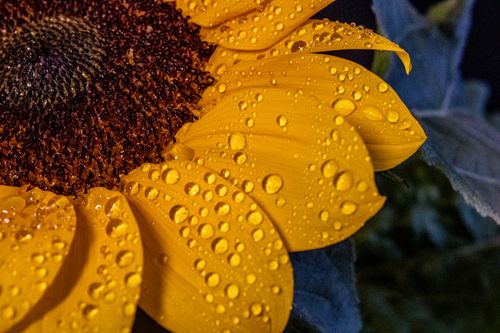 Free Macro photo of vibrant sunflower petals covered in dew drops, captured outdoors. Stock Photo