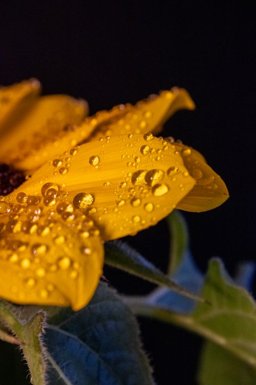 Free Macro shot of a sunflower with dew droplets on petals, captured outdoors in Blumenau, Brazil. Stock Photo