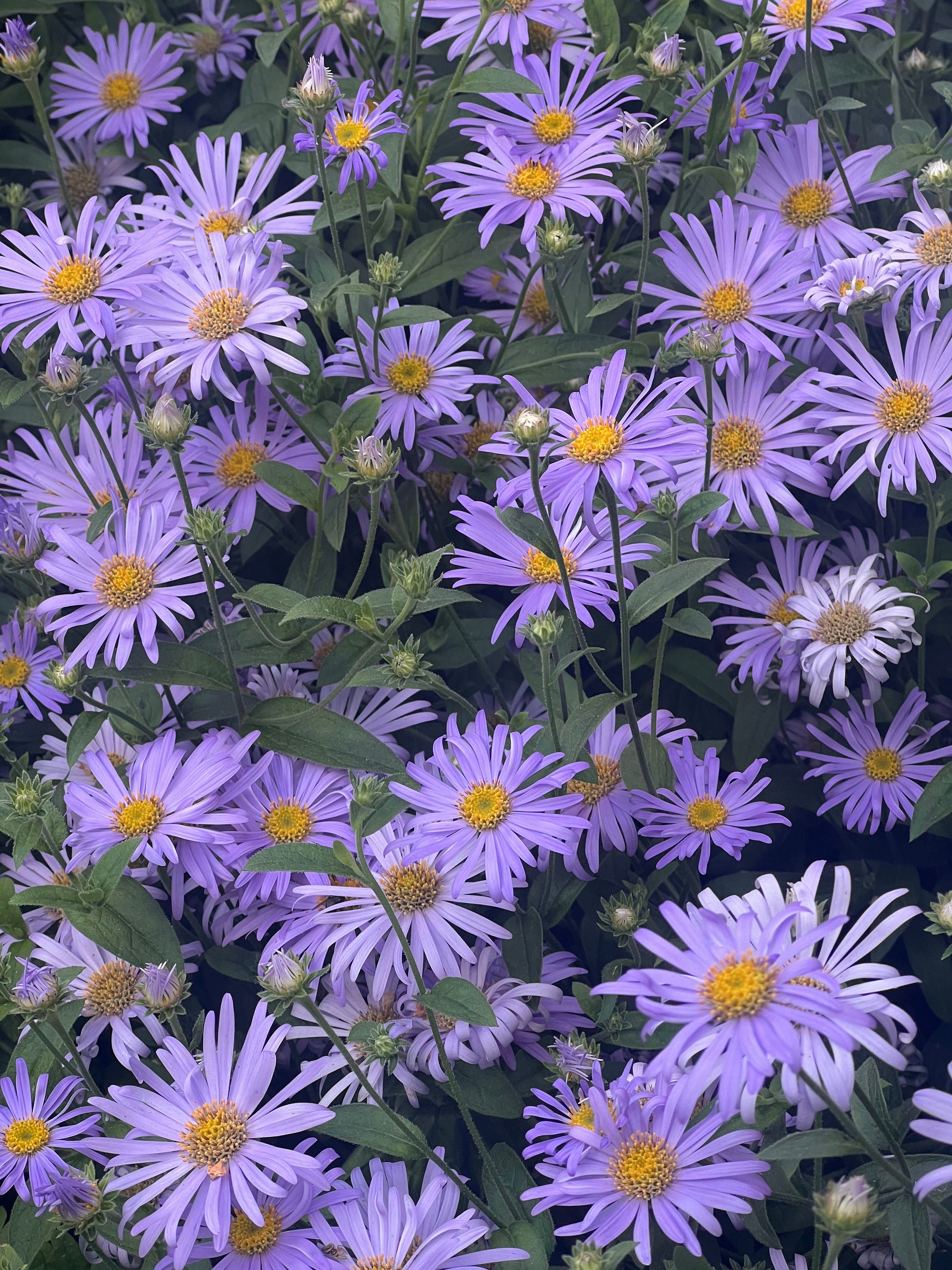 [ColoSach]-beautiful-cluster-of-lavender-aster-flowers-showcasing-vibrant-petals-and-lush-greenery,-perfect-for-floral-designs.