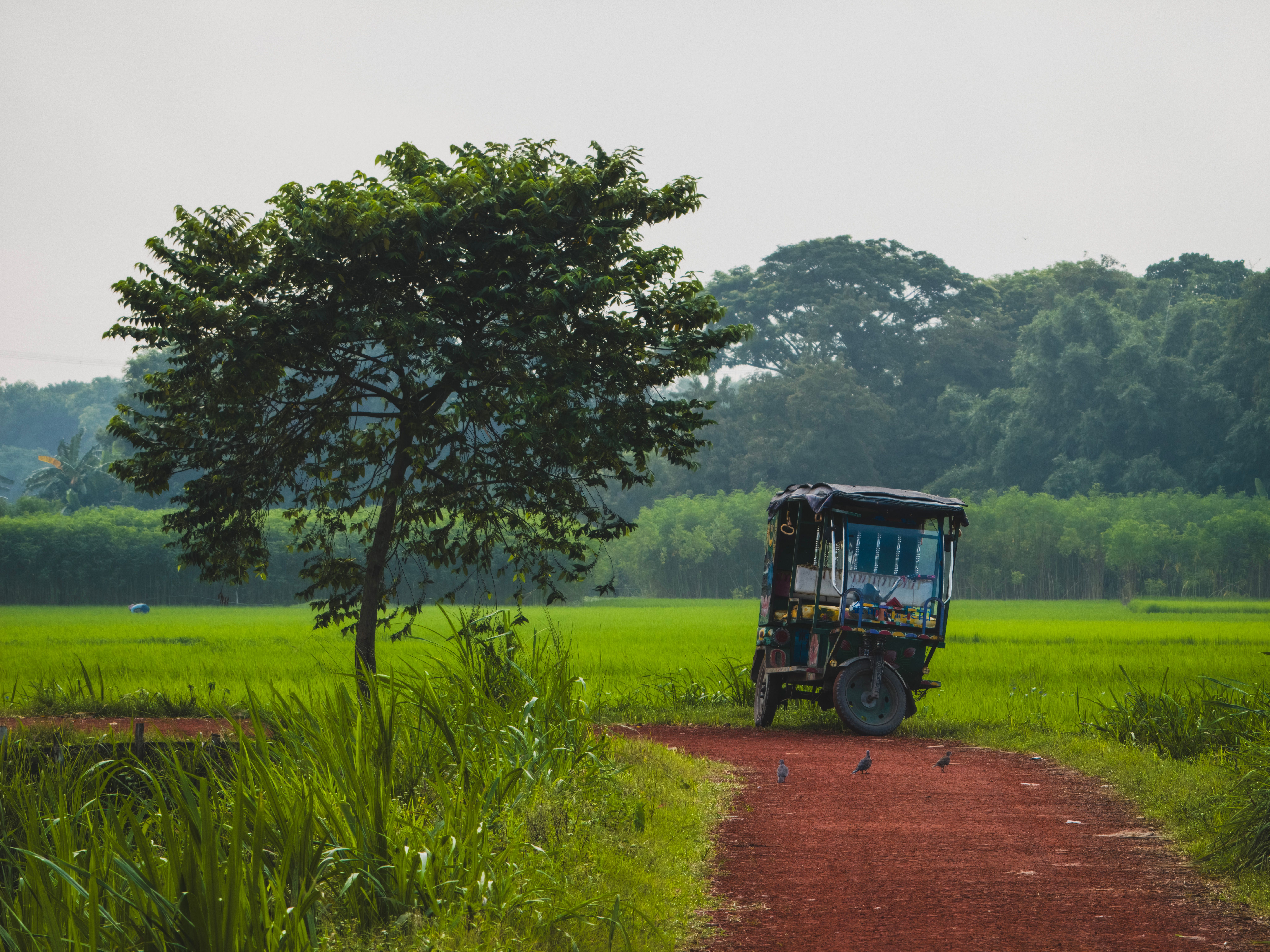 Tuk Tuk zegt de koe
