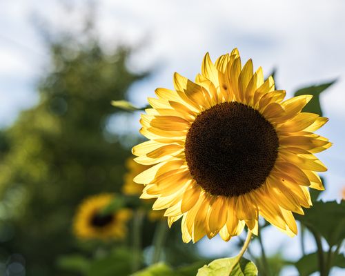 Free Close-up of a vibrant sunflower in full bloom against a blurred natural background. Stock Photo