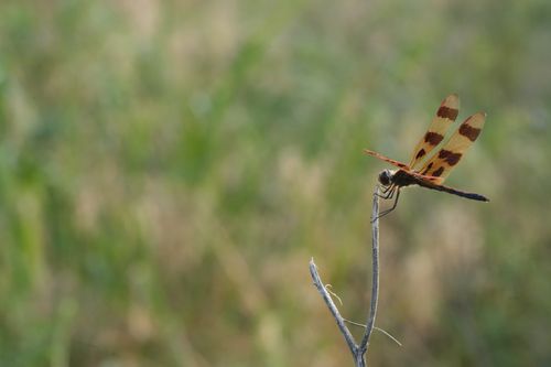 Free Close-up of a dragonfly on a twig with blurred green background, showcasing nature's delicate beauty. Stock Photo